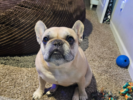 French Bulldog vs English Bulldog vs Old English Bulldog: What’s the Difference? Part 1 of a 3 part series